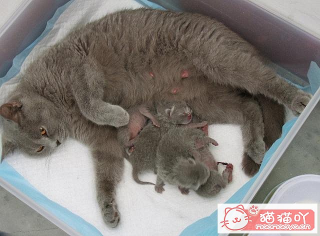 《猫咪“怀孕”前后应该注意哪些事情?》原文配图10