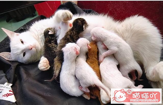 《猫咪“怀孕”前后应该注意哪些事情?》原文配图5