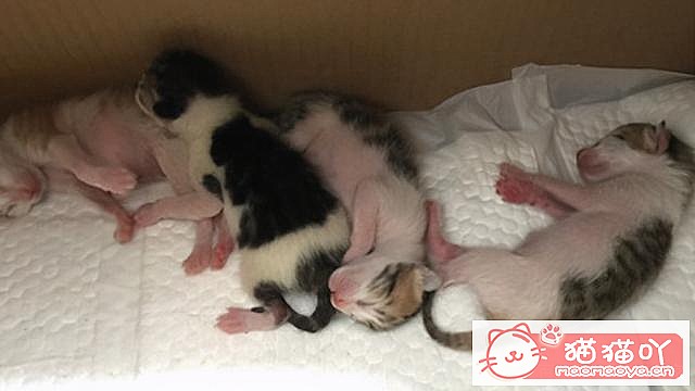 《猫咪“怀孕”前后应该注意哪些事情?》原文配图11