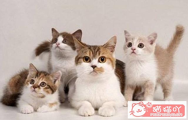 《猫咪“怀孕”前后应该注意哪些事情?》原文配图12