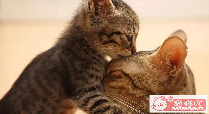 《猫咪怀孕的正确照顾方式》原文配图1