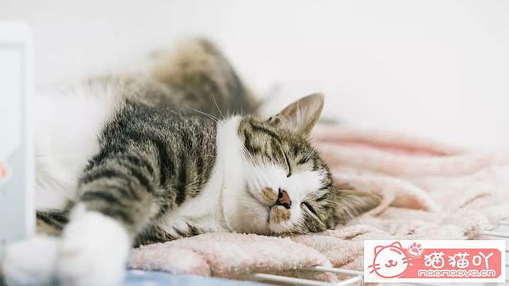 《猫咪怀孕的正确照顾方式》原文配图2