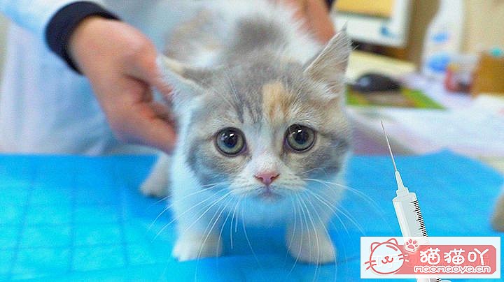 《猫咪要不要接种疫苗的建议》原文配图1