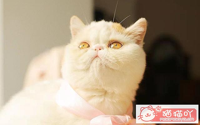 《猫咪一定要打疫苗吗?打哪些?》原文配图1