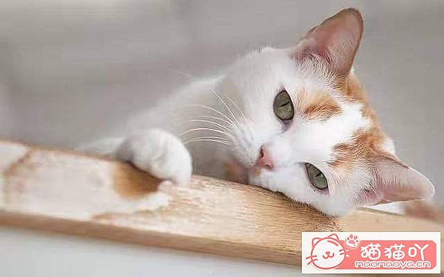 《猫咪一定要打疫苗吗?打哪些?》原文配图2