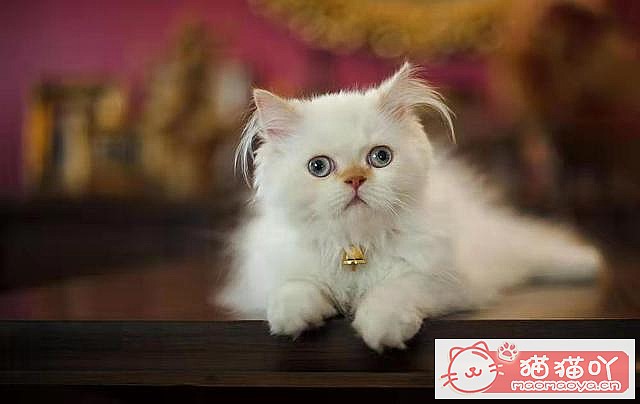 《猫咪一定要打疫苗吗?打哪些?》原文配图5