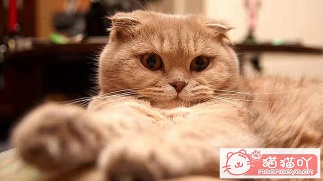 《猫咪一定要打疫苗吗?打哪些?》原文配图3