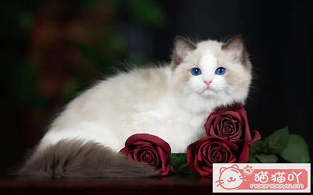 《猫咪一定要打疫苗吗?打哪些?》原文配图6