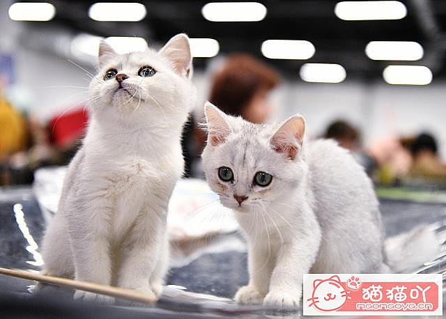 《养猫五大禁忌》原文配图2