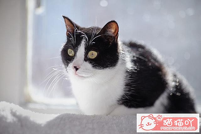 《养猫五大禁忌》原文配图3