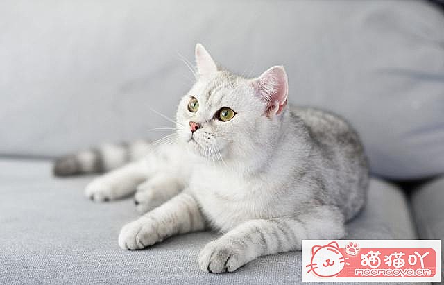 《养猫五大禁忌》原文配图5