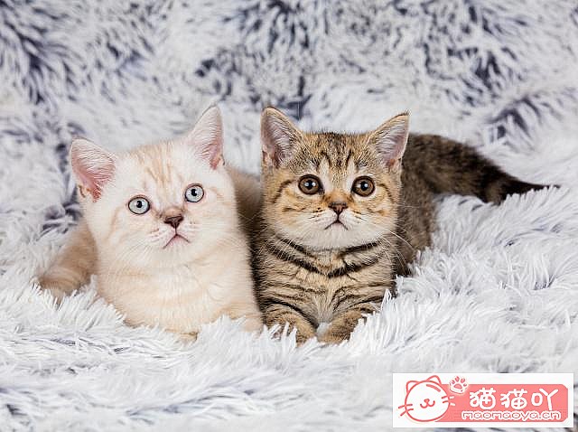 《养猫五大禁忌》原文配图4