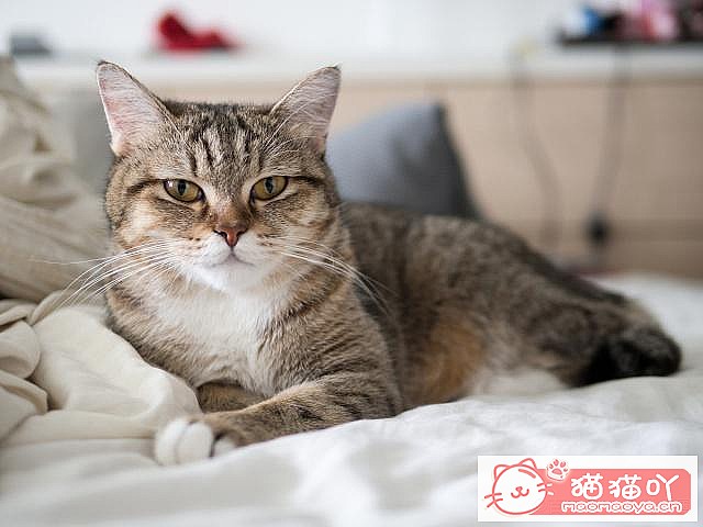 《养猫五大禁忌》原文配图7