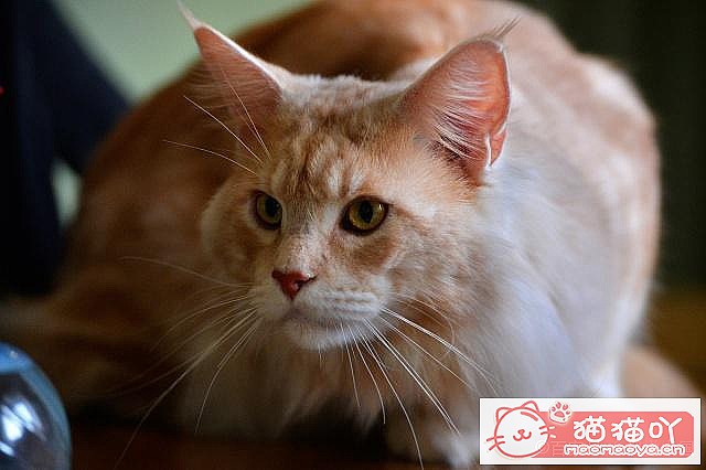 《养猫五大禁忌》原文配图6