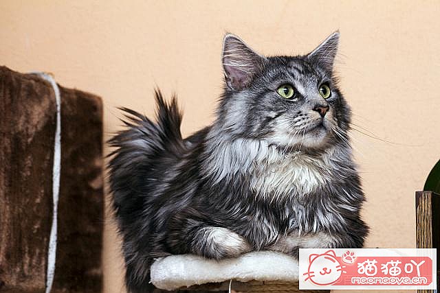 《养猫五大禁忌》原文配图1