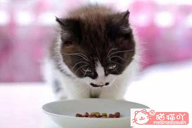 《3个养猫禁忌,许多人都忽略了》原文配图1