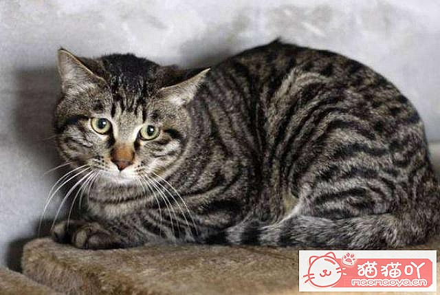 《3个养猫禁忌,许多人都忽略了》原文配图2