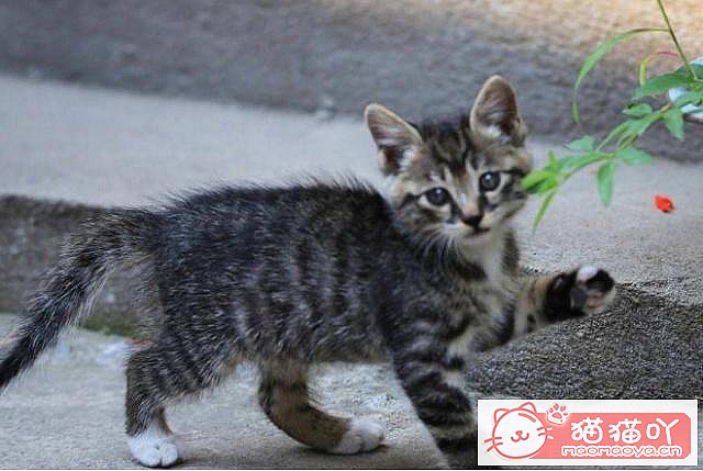 《3个养猫禁忌,许多人都忽略了》原文配图3