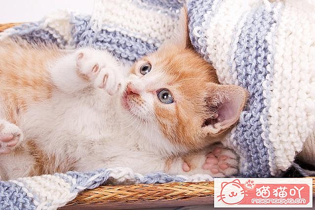 《养猫最忌讳的这些举动》原文配图1