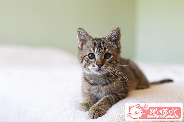 《养猫最忌讳的这些举动》原文配图2