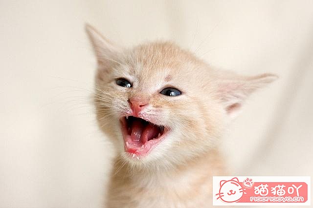 《养猫最忌讳的这些举动》原文配图3