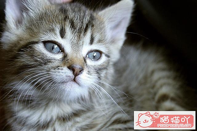 《养猫最忌讳的这些举动》原文配图5