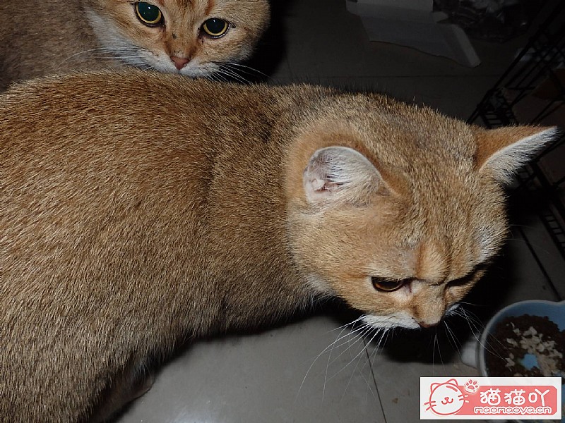 《养猫的七大禁忌,新手养猫千万注意》原文配图1