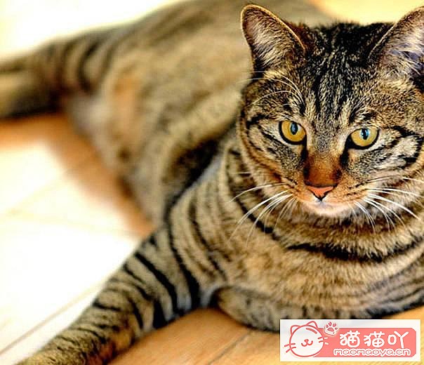 《养猫需要注意的六种禁忌行为》原文配图2