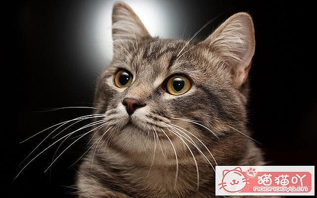 《养猫需要注意的六种禁忌行为》原文配图1