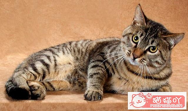 《养猫需要注意的六种禁忌行为》原文配图3