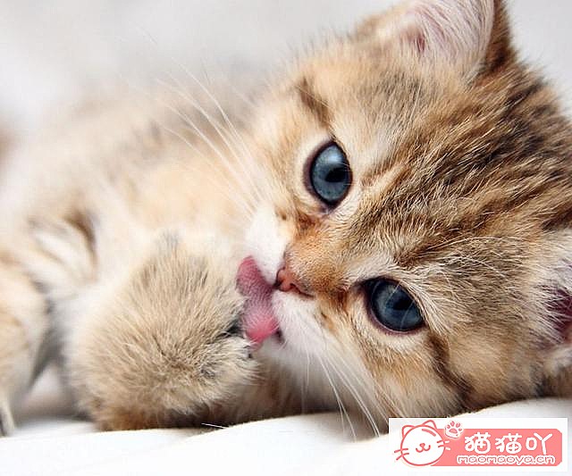 《养猫需要注意的六种禁忌行为》原文配图6