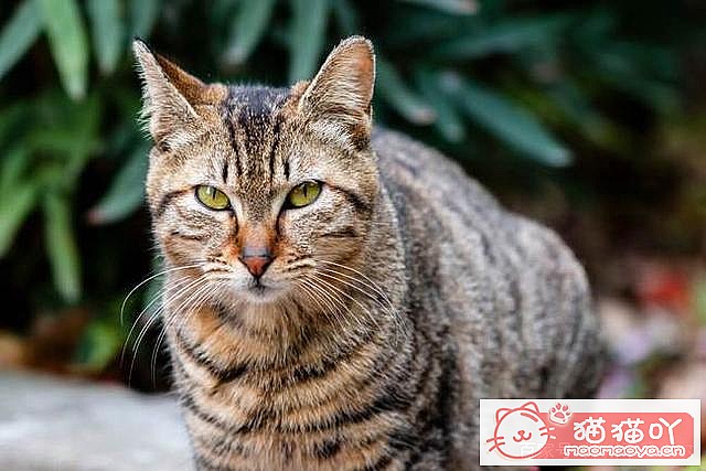 《养猫需要注意的六种禁忌行为》原文配图4