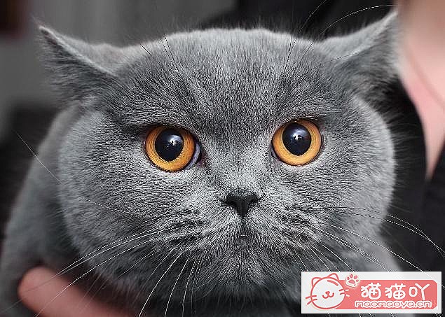 《15种英短介绍》原文配图1