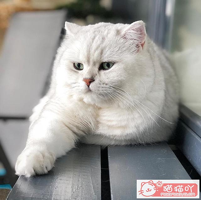 《15种英短介绍》原文配图2