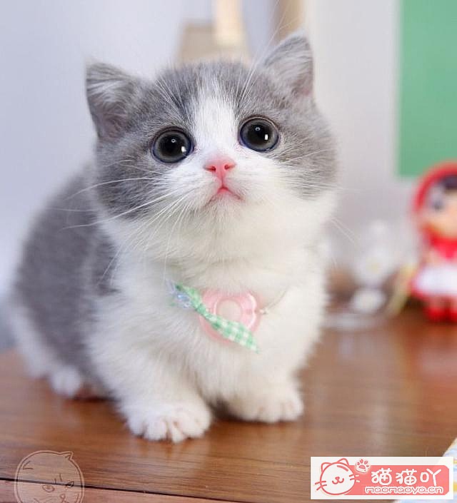 《15种英短介绍》原文配图3