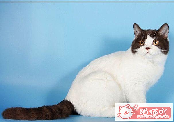 《15种英短介绍》原文配图6