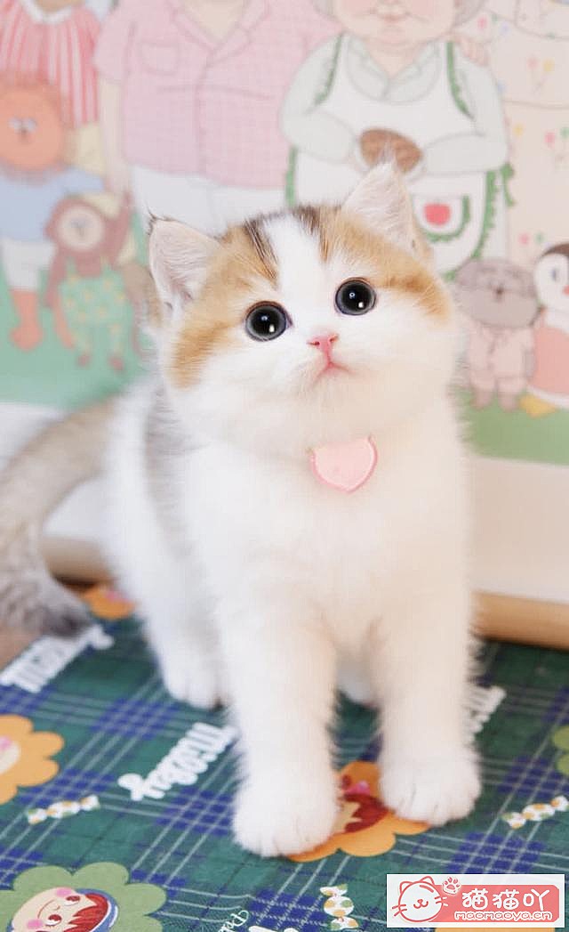 《15种英短介绍》原文配图4