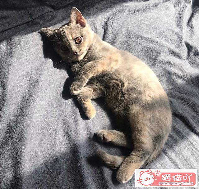 《15种英短介绍》原文配图5