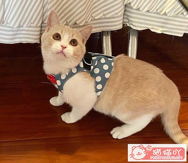 《15种英短介绍》原文配图9