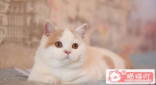 《15种英短介绍》原文配图7