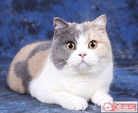 《15种英短介绍》原文配图8