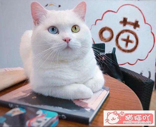 《15种英短介绍》原文配图10