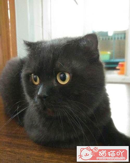 《15种英短介绍》原文配图11