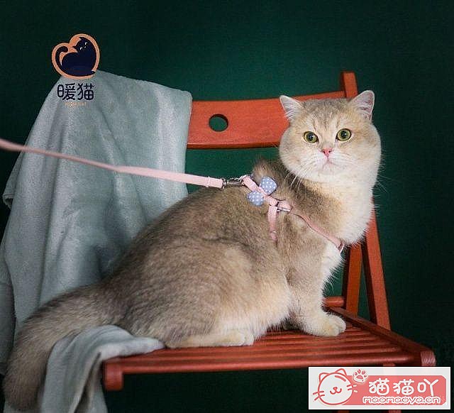 《15种英短介绍》原文配图12