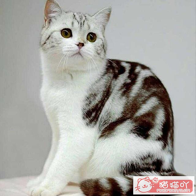 《15种英短介绍》原文配图15