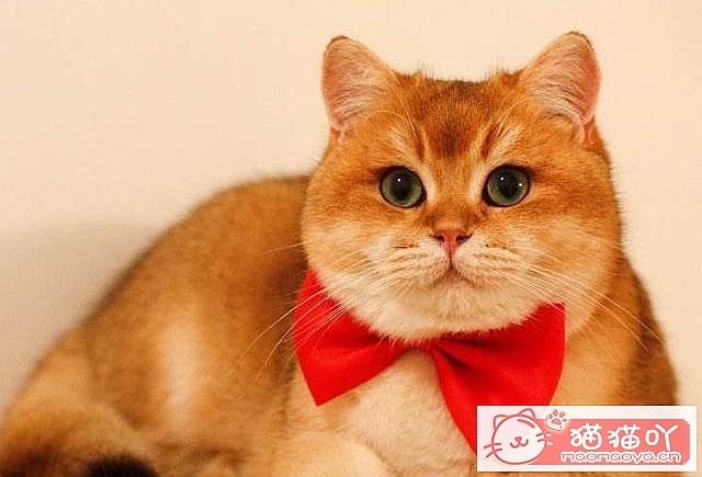 《15种英短介绍》原文配图13