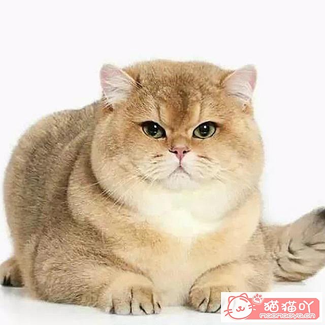 《15种英短介绍》原文配图14