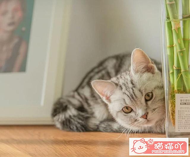 《英短猫咪的4大种类》原文配图4