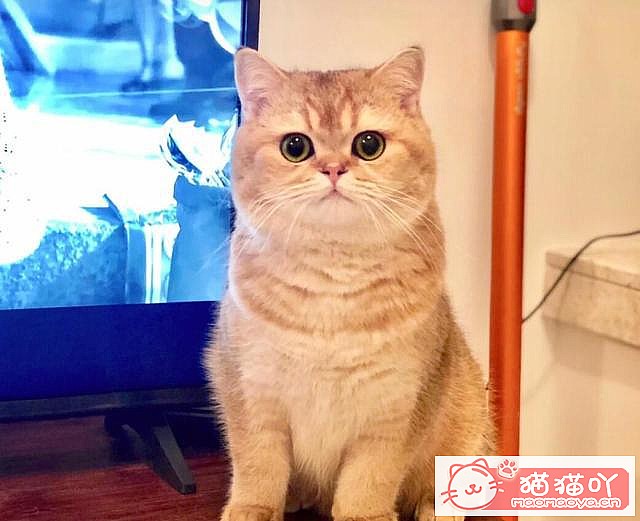 《英短猫咪的4大种类》原文配图2