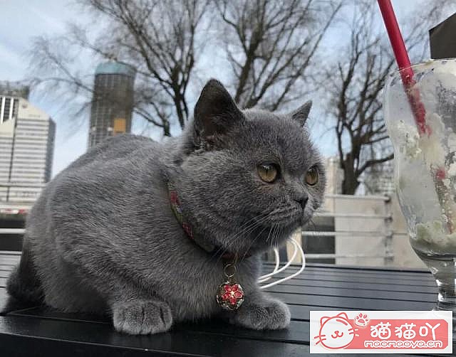 《英短猫咪的4大种类》原文配图1